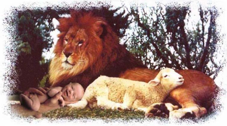 Morar� el lobo con el cordero, y el leopardo con el cabrito se acostar�, el becerro y el le�n y la bestia domestica andar�n juntos y un ni�o los pastorear�. (Isaias  11:6)